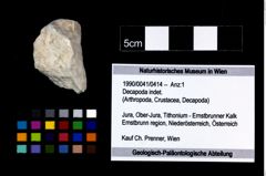 Foto (Objekt + Etikett) von Decapoda indet.  (NHMW-GEO-1990-0041-0414)